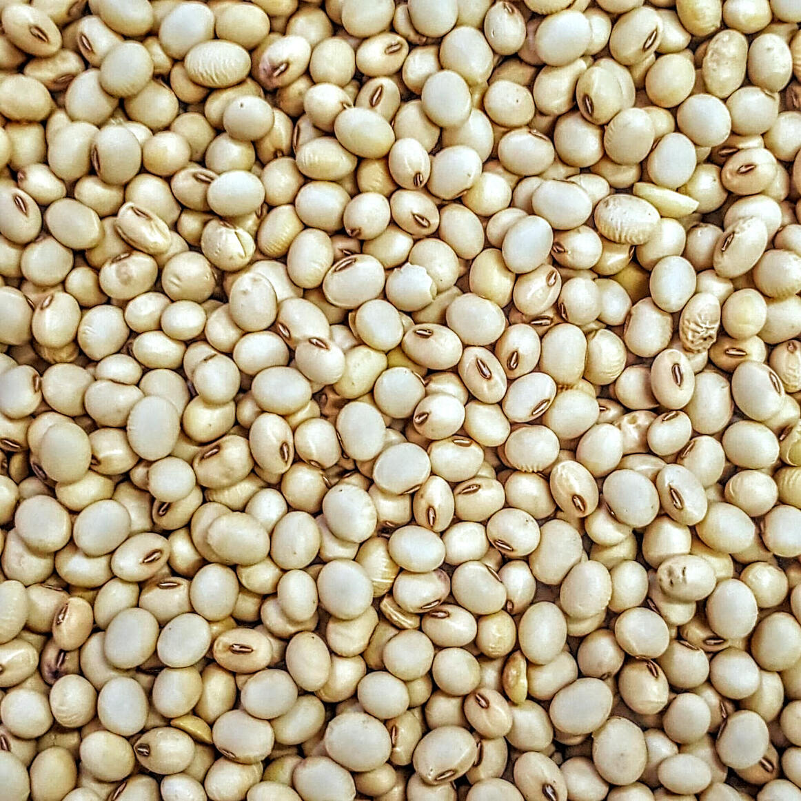 Soybeans