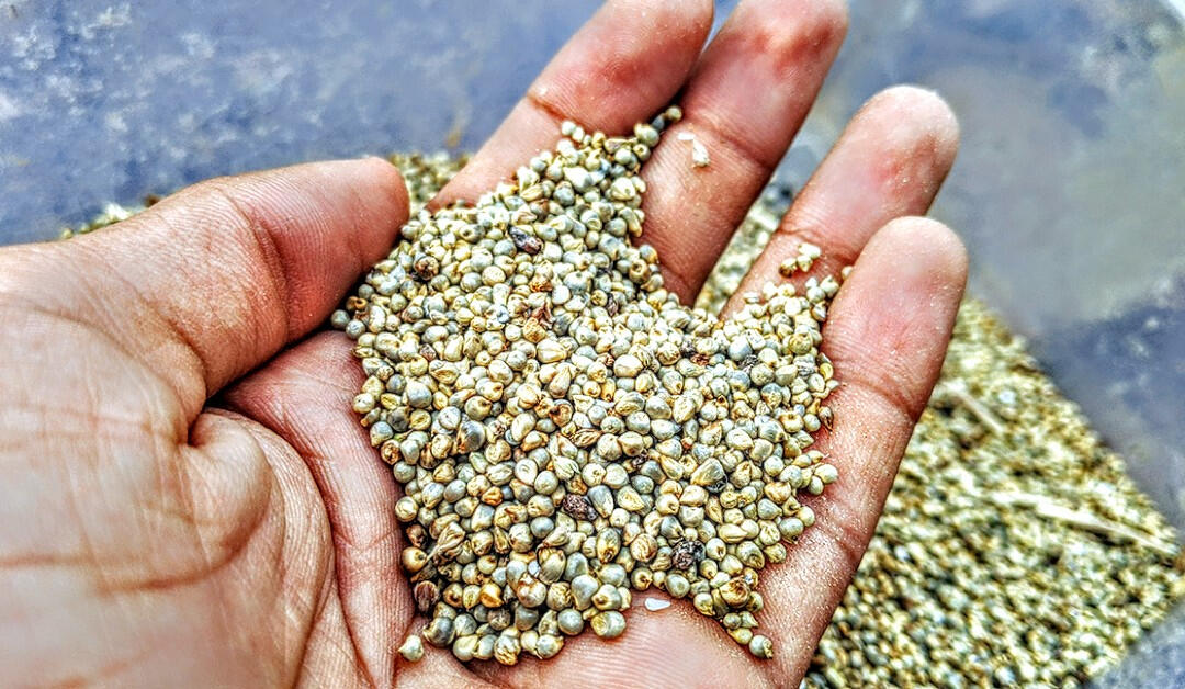 Millet