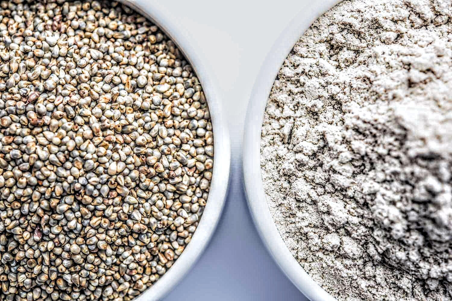 Sorghum