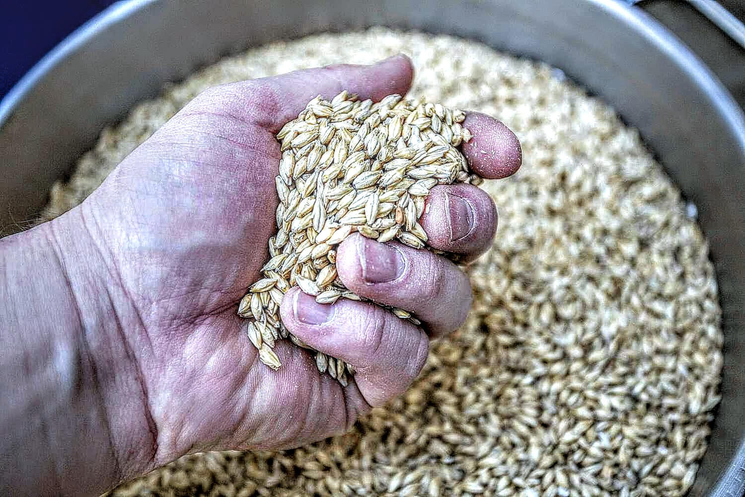 Barley